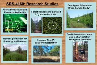 SRS-4160: Research Studies 
Forest Productivity and 
Resource Availability Forest Response to Elevated 
CO2 and soil nutrition 
Longleaf Pine (P. 
palustris) Restoration 
Genotype x Silviculture 
‘Cross Carbon Study’ 
Cold tolerance and water 
use in short-rotation 
Eucalyptus benthamii 
SETRES 
Biomass production for 
bioenergy and biofuels 
 