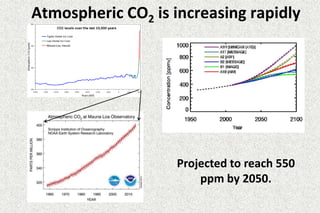 Atmospheric CO2 is increasing rapidly 
Projected to reach 550 
ppm by 2050. 
 