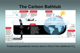 The Carbon Bathtub 
Forest and grasslands remove about a third of the additional CO2 
 