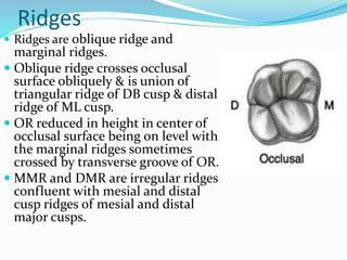 Marginal Ridges Leveling Maillary molar | PPTX