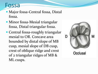 Triangular Ridge 1st Molar Triangular Ridge Of Maxillary First Molar