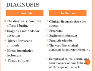 DIAGNOSIS
 The diagnosis from the
affected brain.
 Diagnosis methods for
detection
 Direct florescent
antibody
 Mouse inoculation
technique
 Tissue culture
 Clinical diagnosis three are
stages;
 Prodromal
 Excitement (furious)
 Paralytic (dumb).
 The very first clinical
symptom is neuropathic pain .
 Samples of saliva, serum, and
skin biopsies of hair follicles
at the nape of the neck
In Animals In Human
 