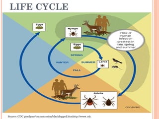LIFE CYCLE
Source: CDC gov/lyme/transmission/blacklegged.htmhttp://www.cdc.  
 