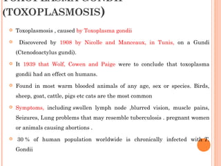 TOXOPLASMA GONDII
(TOXOPLASMOSIS)
 Toxoplasmosis , caused by Toxoplasma gondii
 Discovered by 1908 by Nicolle and Manceaux, in Tunis, on a Gundi
(Ctenodoactylus gundi).
 It 1939 that Wolf, Cowen and Paige were to conclude that toxoplasma
gondii had an effect on humans.
 Found in most warm blooded animals of any age, sex or species. Birds,
sheep, goat, cattle, pigs etc cats are the most common
 Symptoms, including swollen lymph node ,blurred vision, muscle pains,
Seizures, Lung problems that may resemble tuberculosis . pregnant women
or animals causing abortions .
  30 % of human population worldwide is chronically infected with T.
Gondii 
 