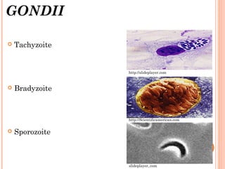 GONDII
 Tachyzoite
 Bradyzoite
 Sporozoite
slideplayer,.com
http://Scientificamerican.com
http://slideplayer.com
 