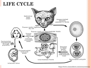 LIFE CYCLE
https://www.sciencedirect.com/science/article
 