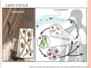 LIFE CYCLE
https://www.google.co.in/imgres?imgurl=https://www.cdc.gov/fungal/diseases/histoplasmosis
 