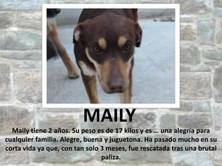 MAILY
Maily tiene 2 años. Su peso es de 17 kilos y es … una alegría para
cualquier familia. Alegre, buena y juguetona. Ha pasado mucho en su
corta vida ya que, con tan solo 3 meses, fue rescatada tras una brutal
paliza.

 
