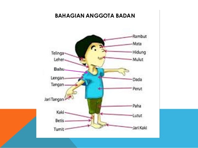 Anggota Badan