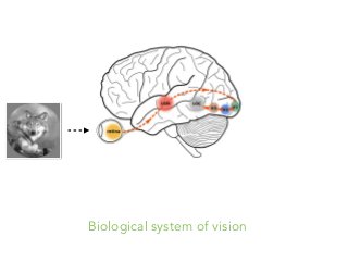 Biological system of vision
 