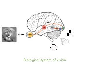 Biological system of vision
 