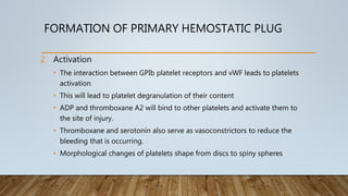 FORMATION OF PRIMARY HEMOSTATIC PLUG
2. Activation
• The interaction between GPIb platelet receptors and vWF leads to platelets
activation
• This will lead to platelet degranulation of their content
• ADP and thromboxane A2 will bind to other platelets and activate them to
the site of injury.
• Thromboxane and serotonin also serve as vasoconstrictors to reduce the
bleeding that is occurring.
• Morphological changes of platelets shape from discs to spiny spheres
 