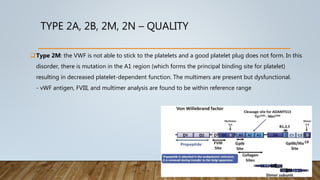 TYPE 2A, 2B, 2M, 2N – QUALITY
Type 2M: the VWF is not able to stick to the platelets and a good platelet plug does not form. In this
disorder, there is mutation in the A1 region (which forms the principal binding site for platelet)
resulting in decreased platelet-dependent function. The multimers are present but dysfunctional.
- vWF antigen, FVIII, and multimer analysis are found to be within reference range
 