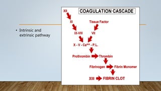 • Intrinsic and
extrinsic pathway
 