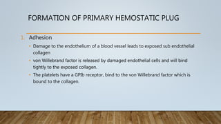 FORMATION OF PRIMARY HEMOSTATIC PLUG
1. Adhesion
• Damage to the endothelium of a blood vessel leads to exposed sub endothelial
collagen
• von Willebrand factor is released by damaged endothelial cells and will bind
tightly to the exposed collagen.
• The platelets have a GPIb receptor, bind to the von Willebrand factor which is
bound to the collagen.
 