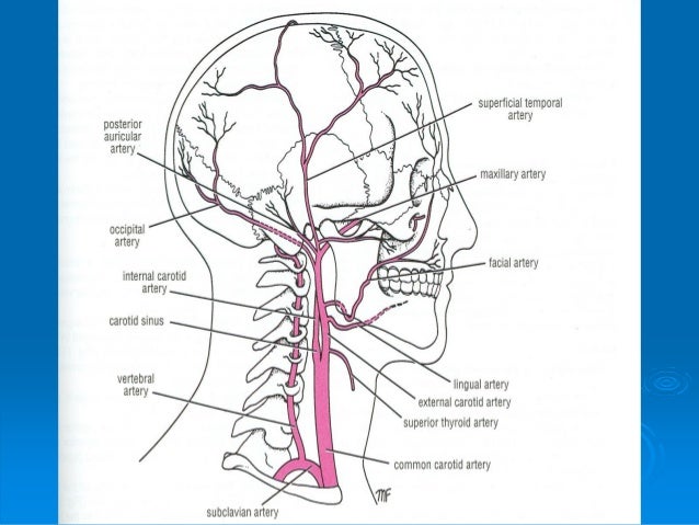 main arteries and veins of the human neck veins in neck