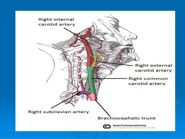 main arteries and veins of the human neck veins in neck