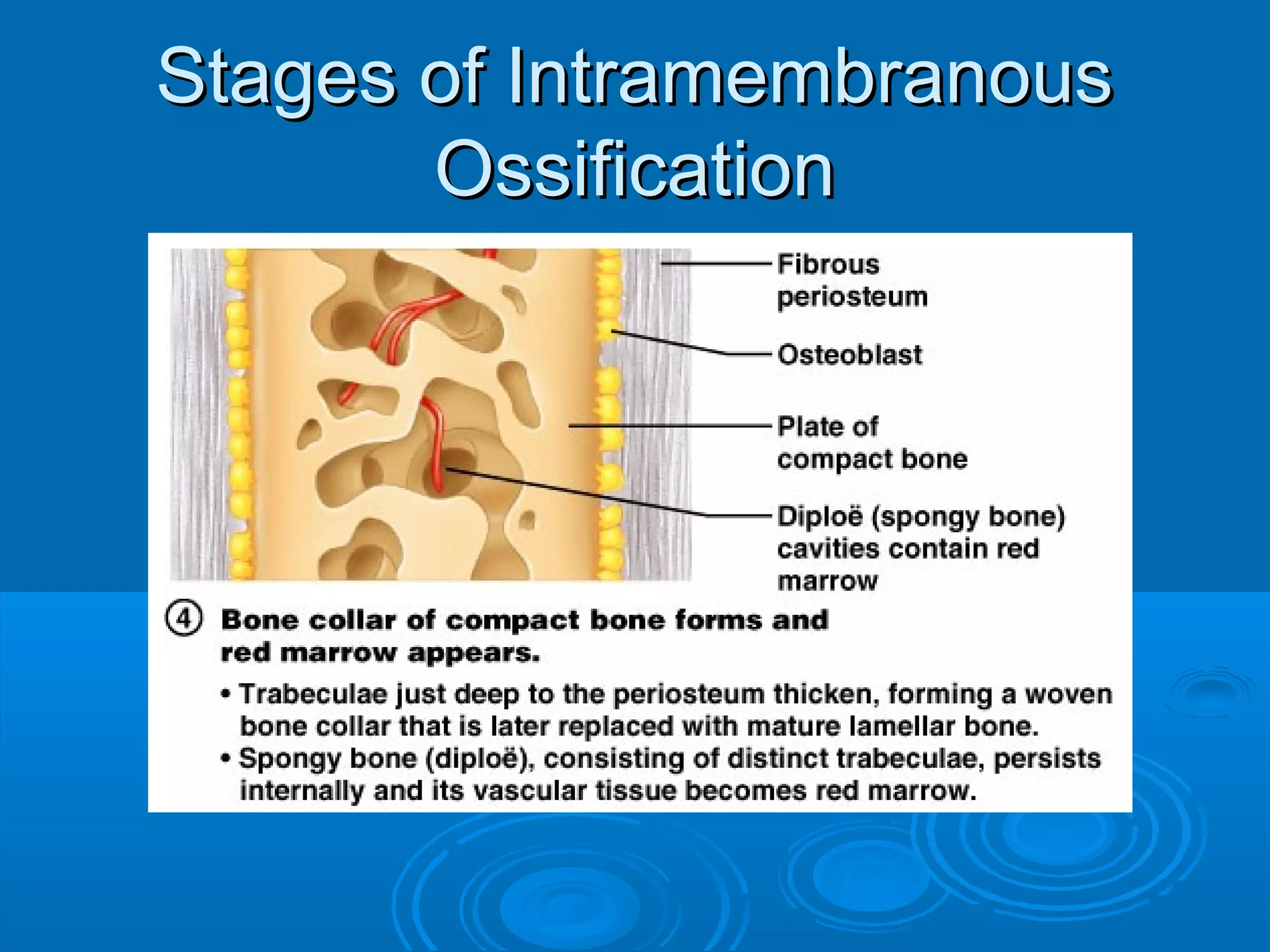 Stages of IntramembranousStages of Intramembranous
OssificationOssification
 