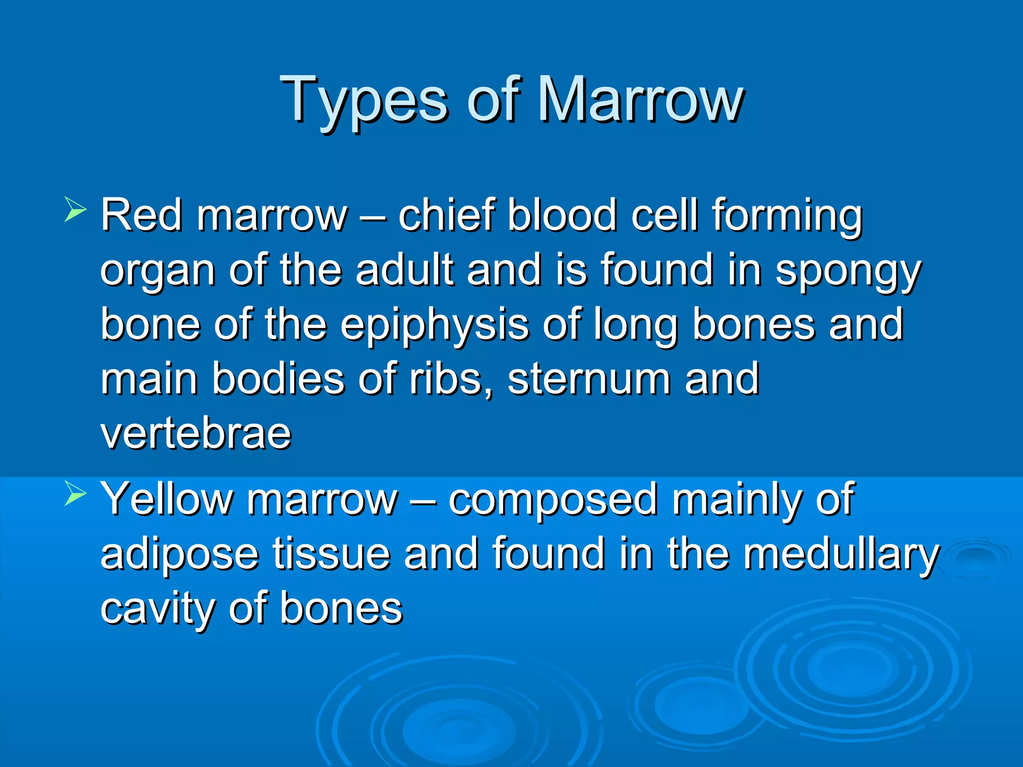 Types of MarrowTypes of Marrow
 Red marrow – chief blood cell formingRed marrow – chief blood cell forming
organ of the adult and is found in spongyorgan of the adult and is found in spongy
bone of the epiphysis of long bones andbone of the epiphysis of long bones and
main bodies of ribs, sternum andmain bodies of ribs, sternum and
vertebraevertebrae
 Yellow marrow – composed mainly ofYellow marrow – composed mainly of
adipose tissue and found in the medullaryadipose tissue and found in the medullary
cavity of bonescavity of bones
 