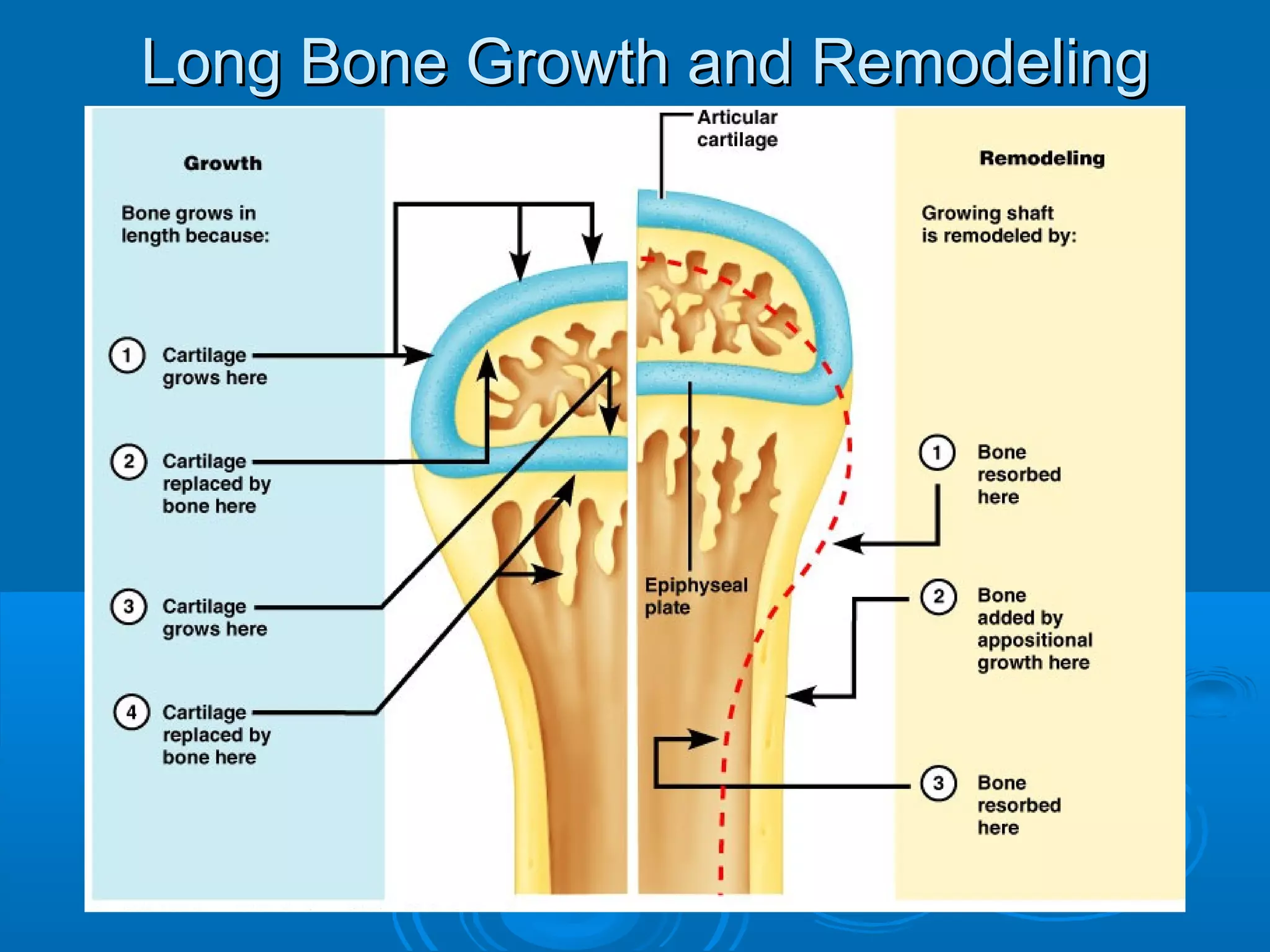 Long Bone Growth and RemodelingLong Bone Growth and Remodeling
 