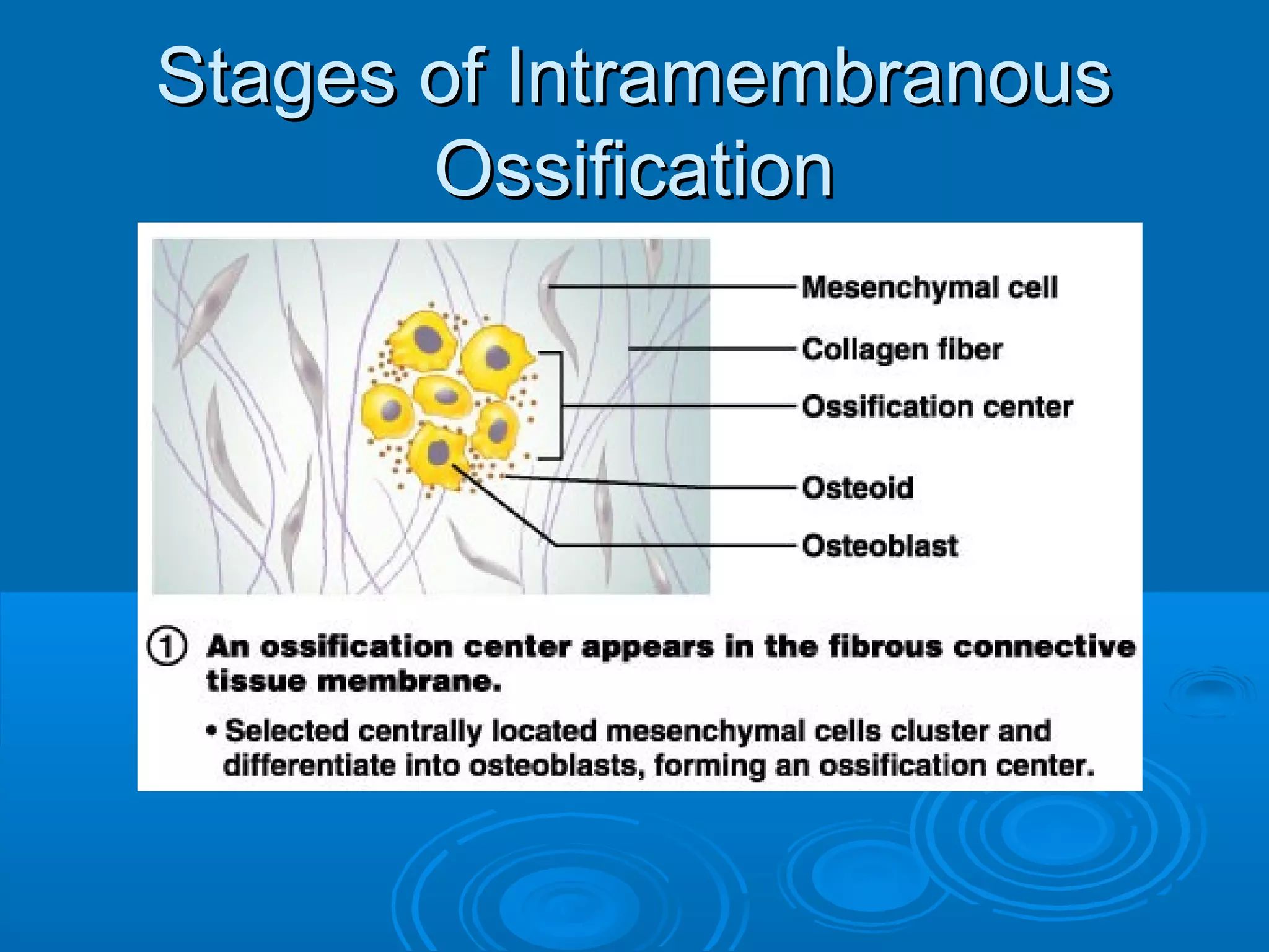 Stages of IntramembranousStages of Intramembranous
OssificationOssification
 