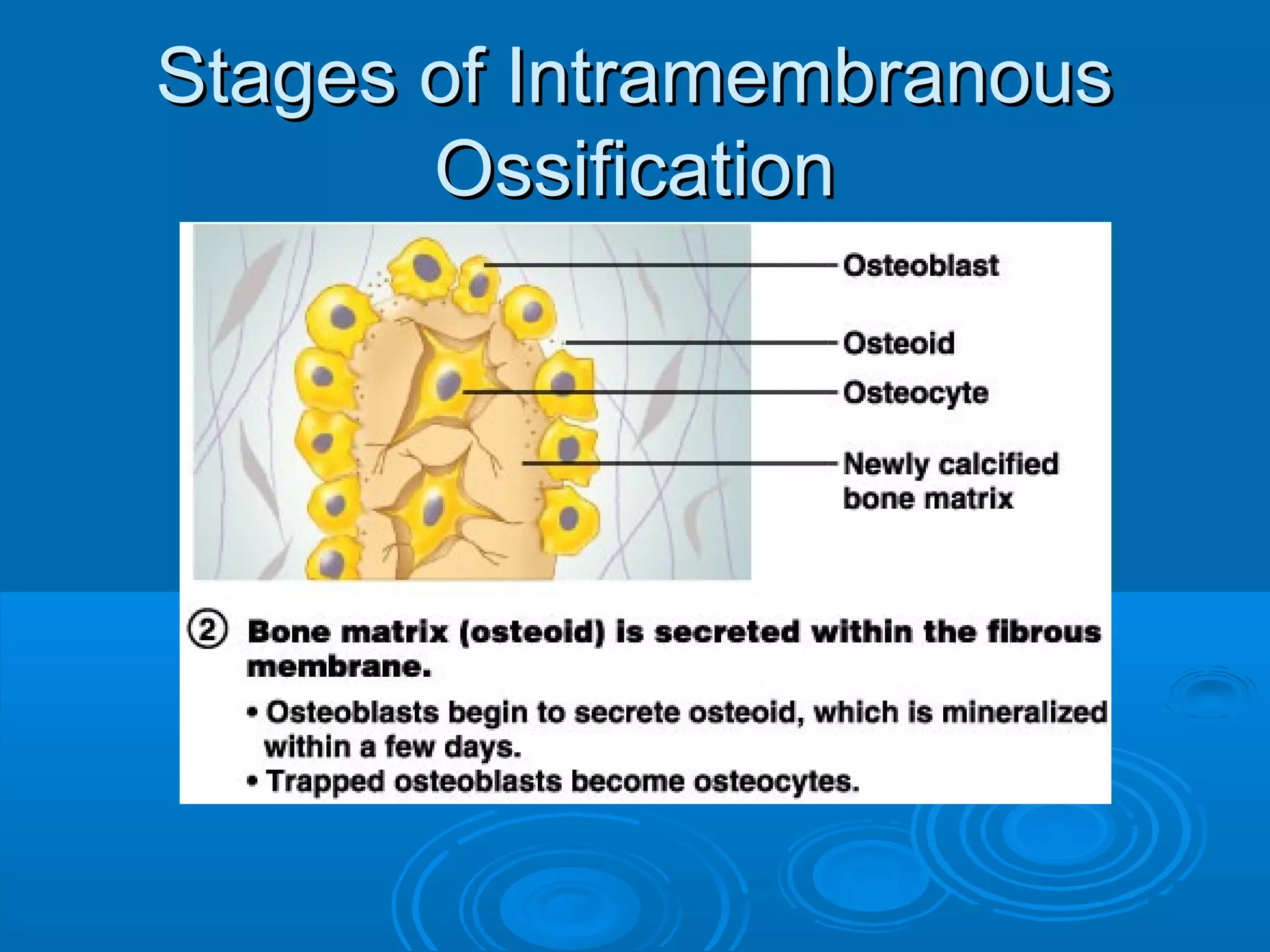 Stages of IntramembranousStages of Intramembranous
OssificationOssification
 