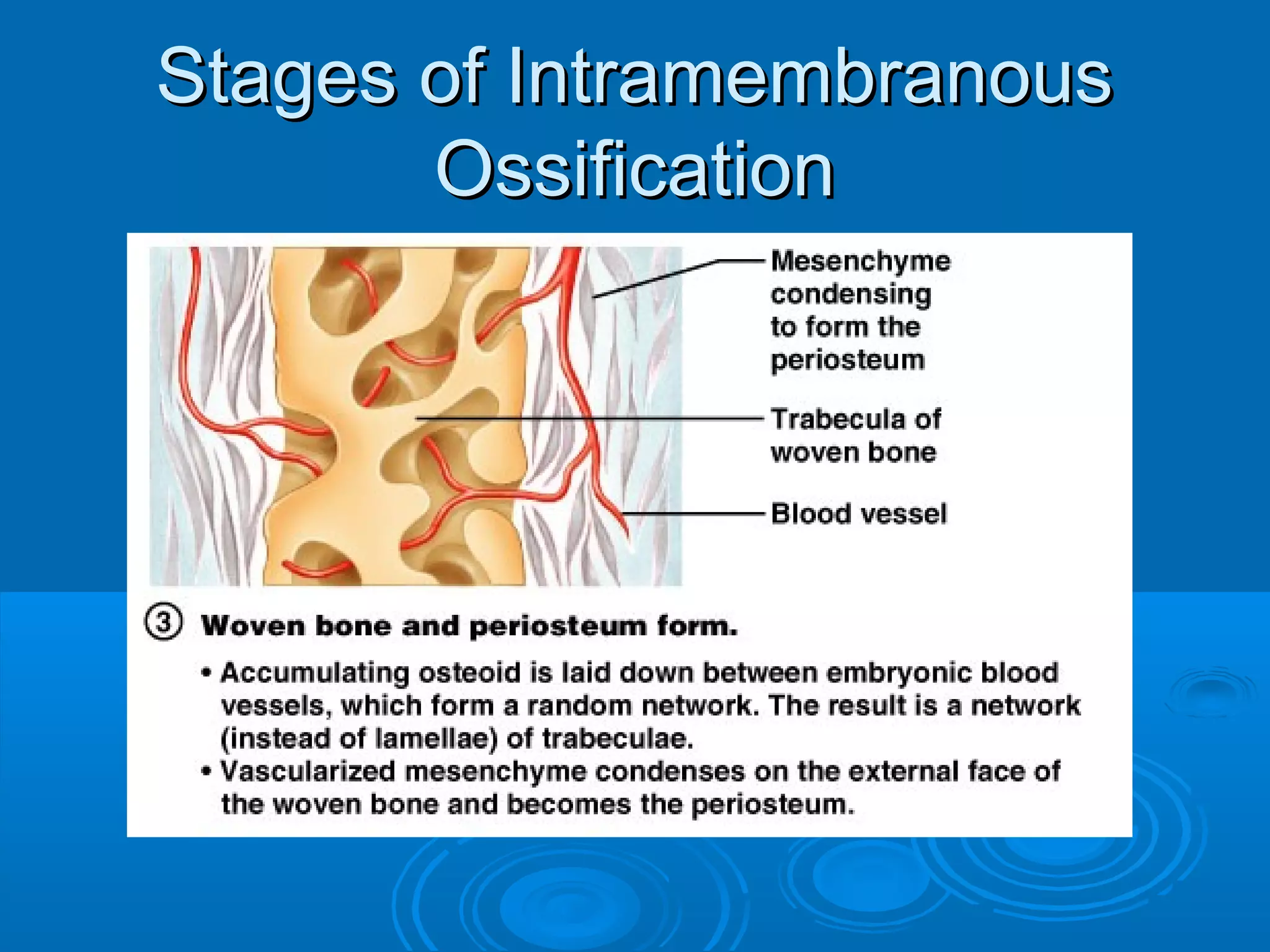 Stages of IntramembranousStages of Intramembranous
OssificationOssification
 