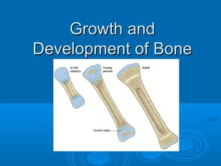 Growth andGrowth and
Development of BoneDevelopment of Bone
 