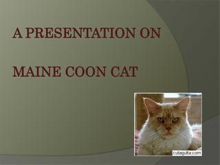 A PRESENTATION ON
MAINE COON CAT
 