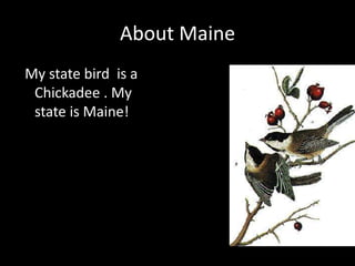 About Maine My state bird  is a Chickadee . My state is Maine!