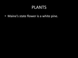 PLANTSMaine’s state flower is a white pine.