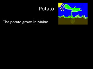 PotatoThe potato grows in Maine.