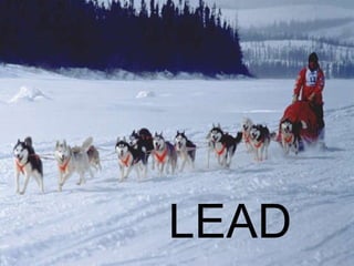 LEAD 