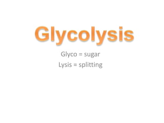 Glyco = sugar
Lysis = splitting
 
