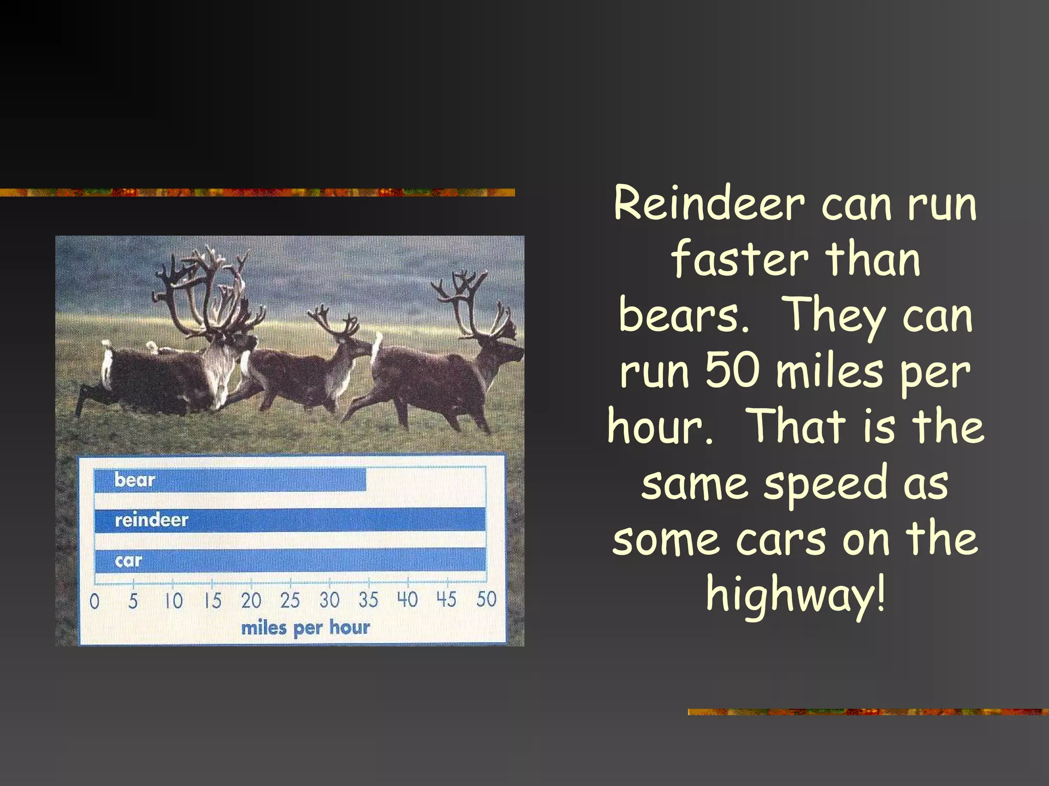 Reindeer can run
faster than
bears. They can
run 50 miles per
hour. That is the
same speed as
some cars on the
highway!