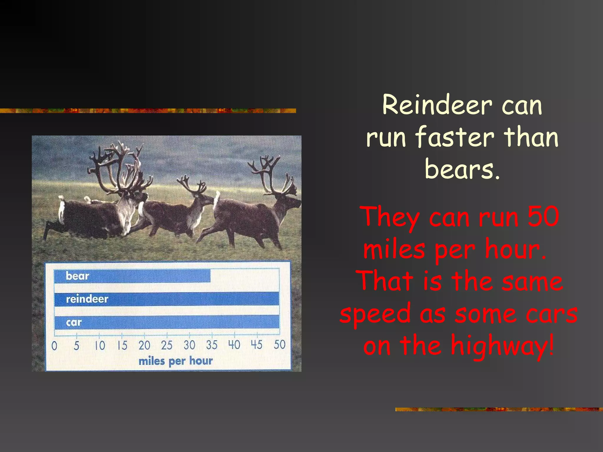Reindeer can
run faster than
bears.
They can run 50
miles per hour.
That is the same
speed as some cars
on the highway!
