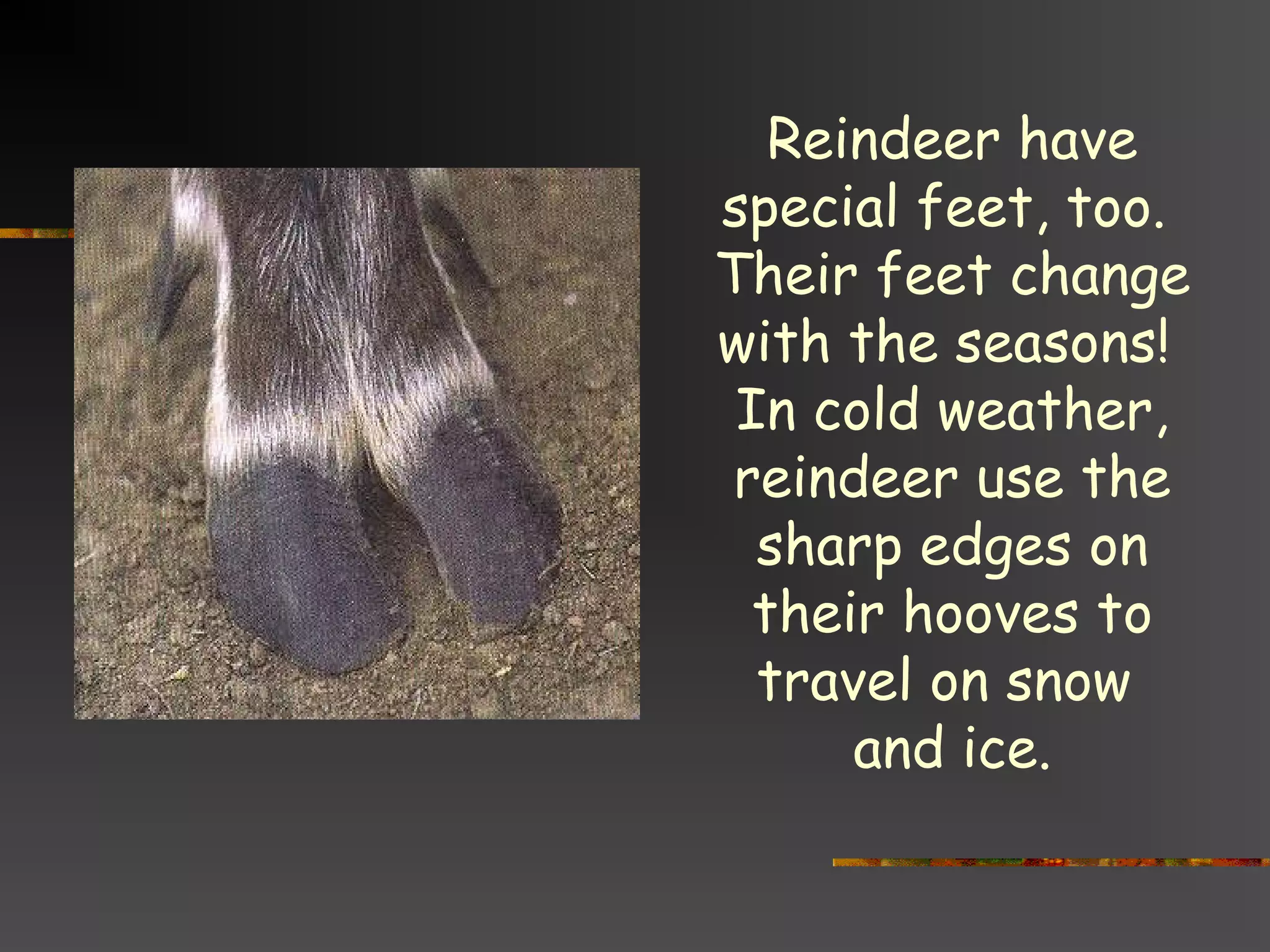 Reindeer have
special feet, too.
Their feet change
with the seasons!
In cold weather,
reindeer use the
sharp edges on
their hooves to
travel on snow
and ice.