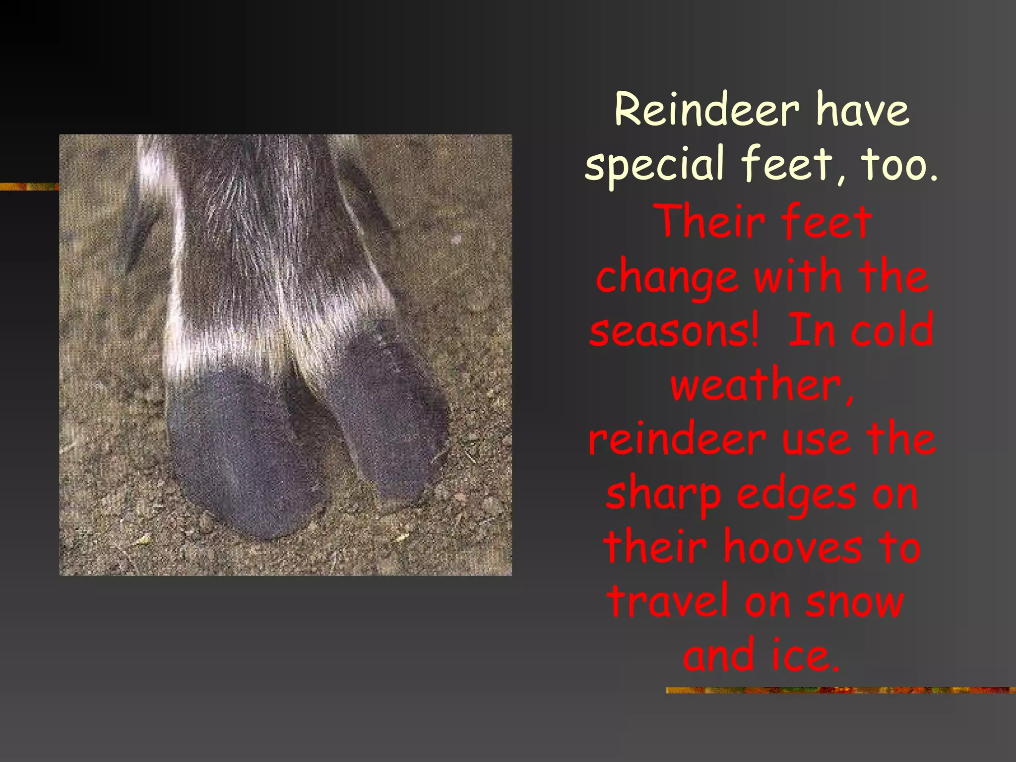 Reindeer have
special feet, too.
Their feet
change with the
seasons! In cold
weather,
reindeer use the
sharp edges on
their hooves to
travel on snow
and ice.