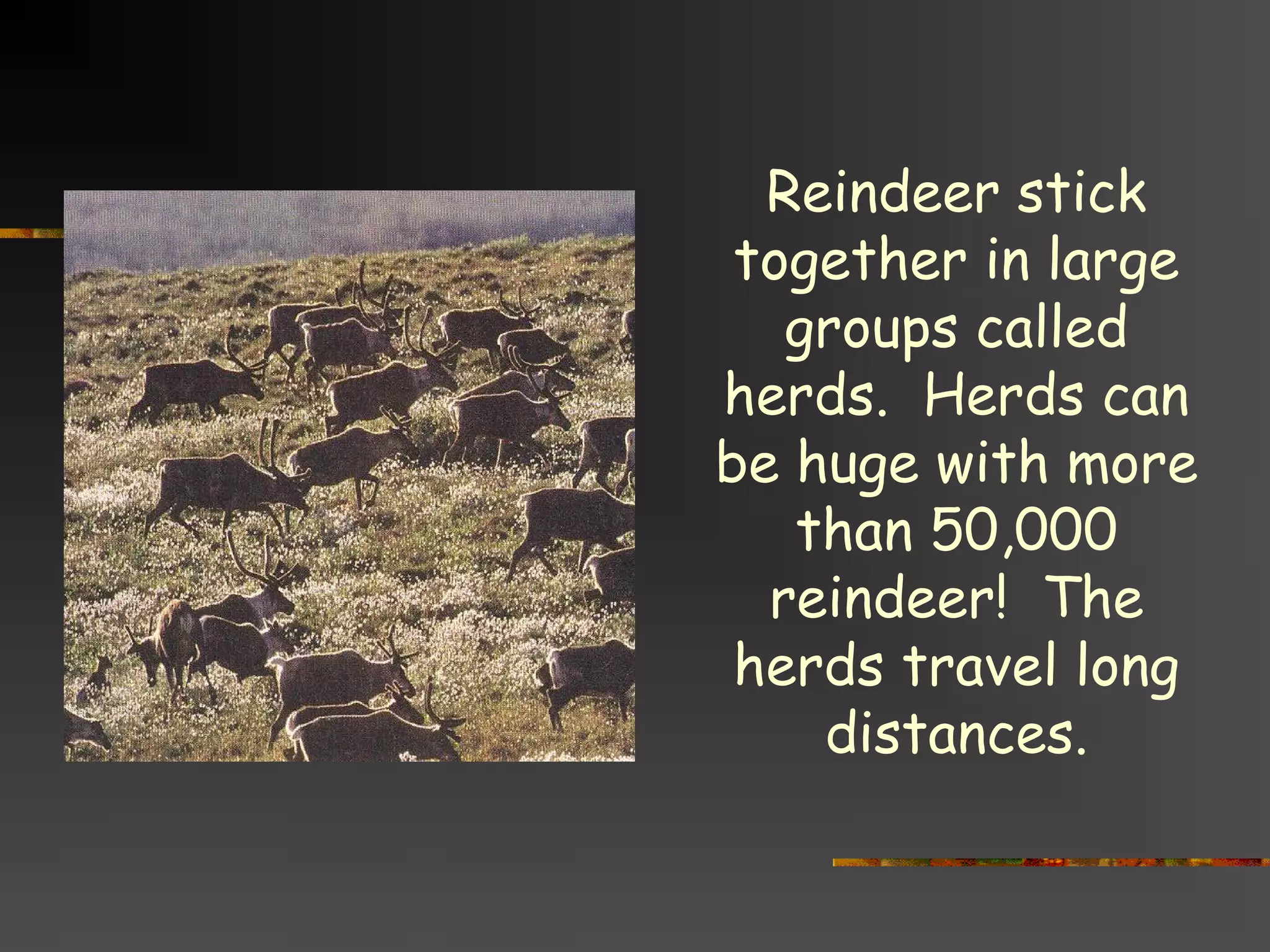 Reindeer stick
together in large
groups called
herds. Herds can
be huge with more
than 50,000
reindeer! The
herds travel long
distances.