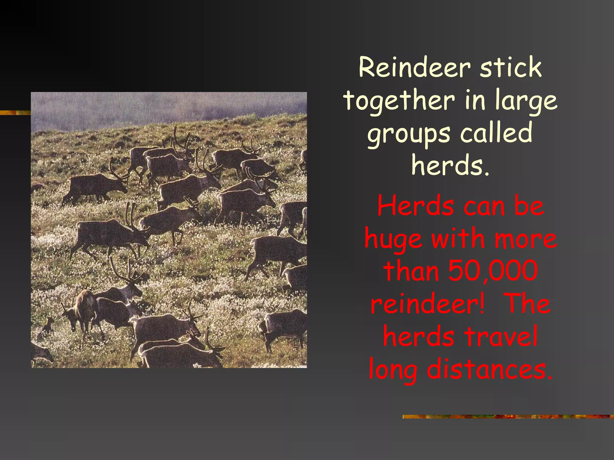 Reindeer stick
together in large
groups called
herds.
Herds can be
huge with more
than 50,000
reindeer! The
herds travel
long distances.