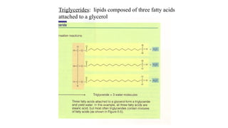 Comprehensive Overview of Lipids, Fatty Acids, and Metabolism | PPT