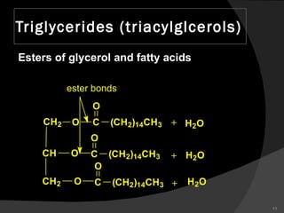 Triglycerides (triacylglcerols) Esters of glycerol and fatty acids 