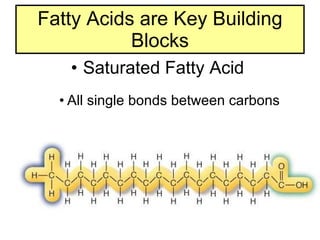 Fatty Acids are Key Building Blocks Saturated Fatty Acid  All single bonds between carbons 