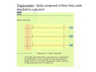 Triglycerides :  lipids composed of three fatty acids  attached to a glycerol 