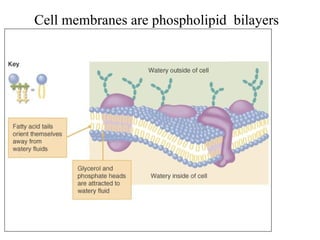 Cell membranes are phospholipid  bilayers 