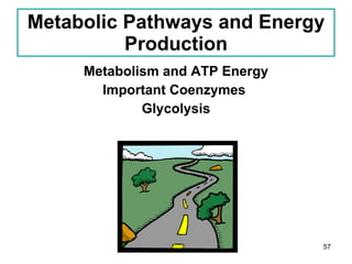 Metabolic Pathways and Energy Production Metabolism and ATP Energy Important Coenzymes  Glycolysis 