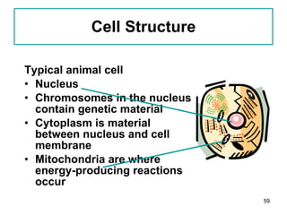 Cell Structure Typical animal cell Nucleus Chromosomes in the nucleus contain genetic material Cytoplasm is material between nucleus and cell membrane Mitochondria are where energy-producing reactions occur 