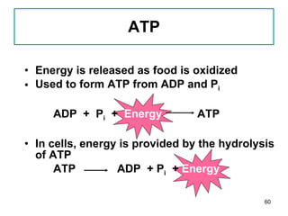 ATP Energy is released as food is oxidized Used to form ATP from ADP and P i ADP  +  P i   +  Energy   ATP In cells, energy is provided by the hydrolysis of ATP ATP   ADP  + P i   +  Energy 