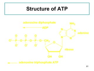Structure of ATP 
