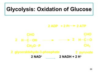 Glycolysis: Oxidation of Glucose   2 NAD +   2 NADH + 2 H + 